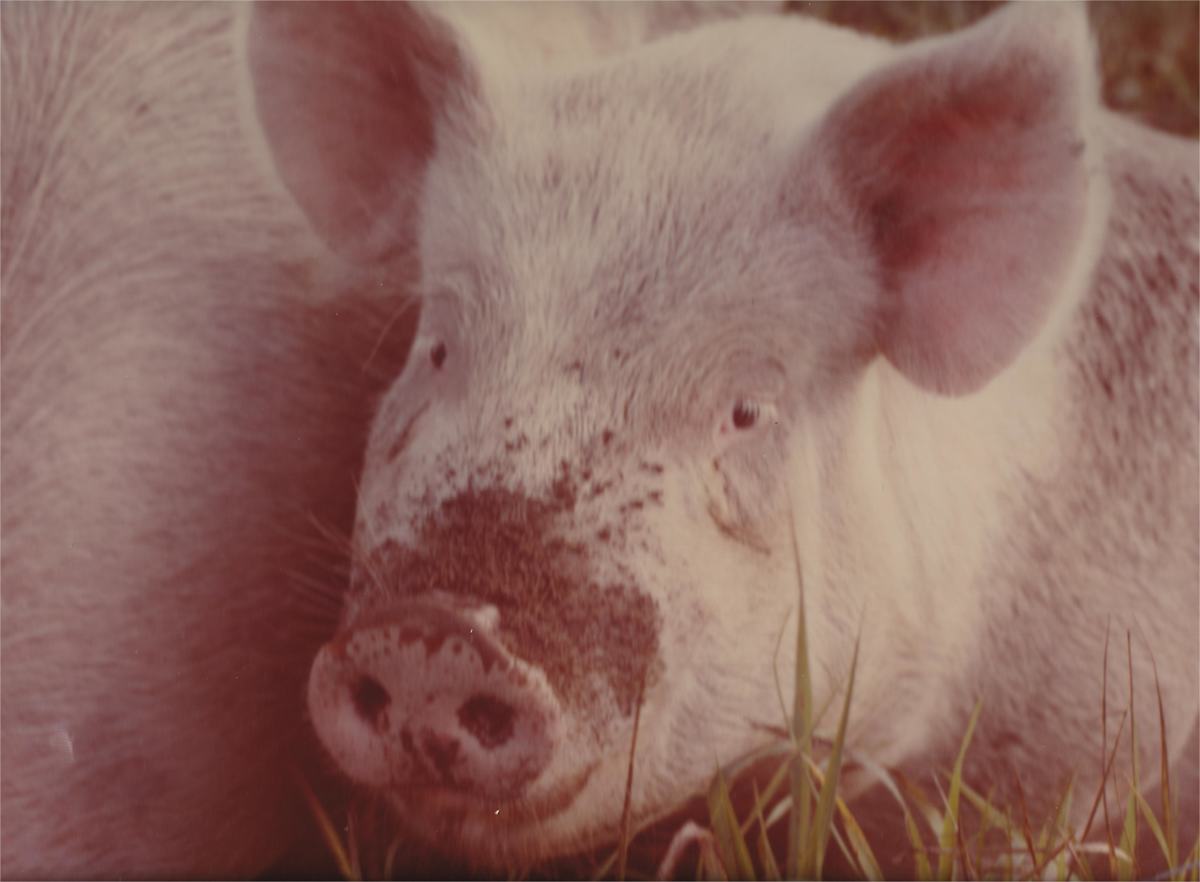 ANIMAL FARM by charles elwert  Image: NAPOLEON:  ALL ANIMALS ARE EQUAL,  BUT SOME ANIMALS ARE MORE EQUAL.   XENOTRANSPLANTS