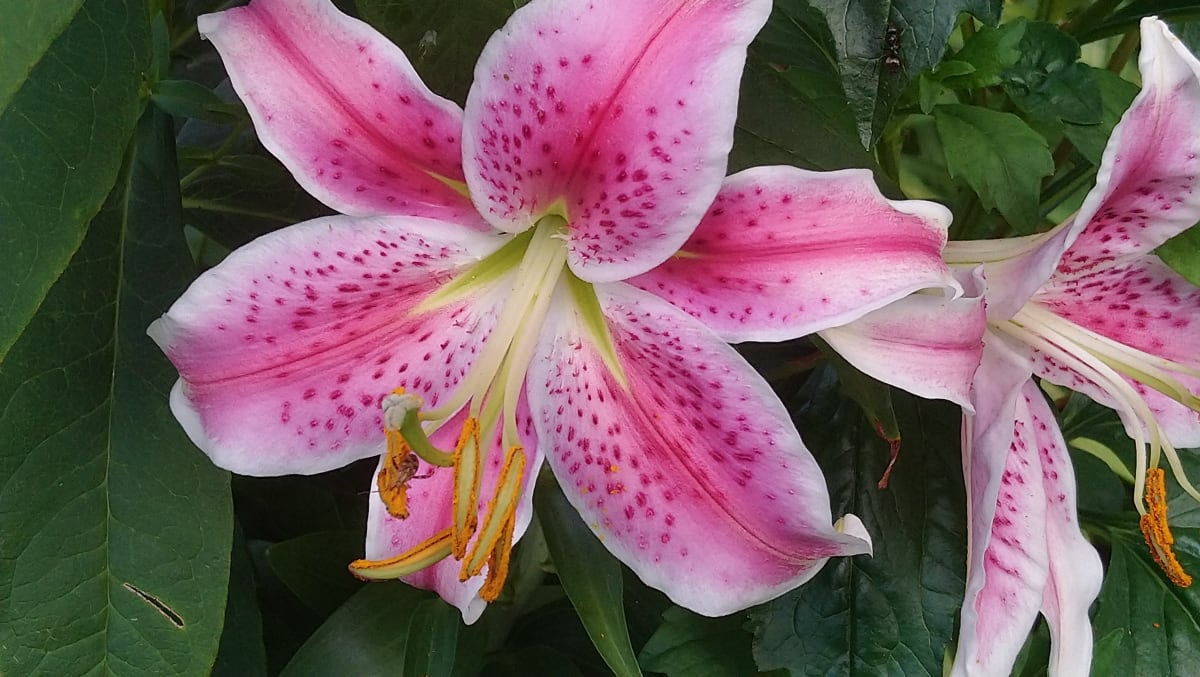 Elda's Garden by charles elwert  Image: Pink  Lily