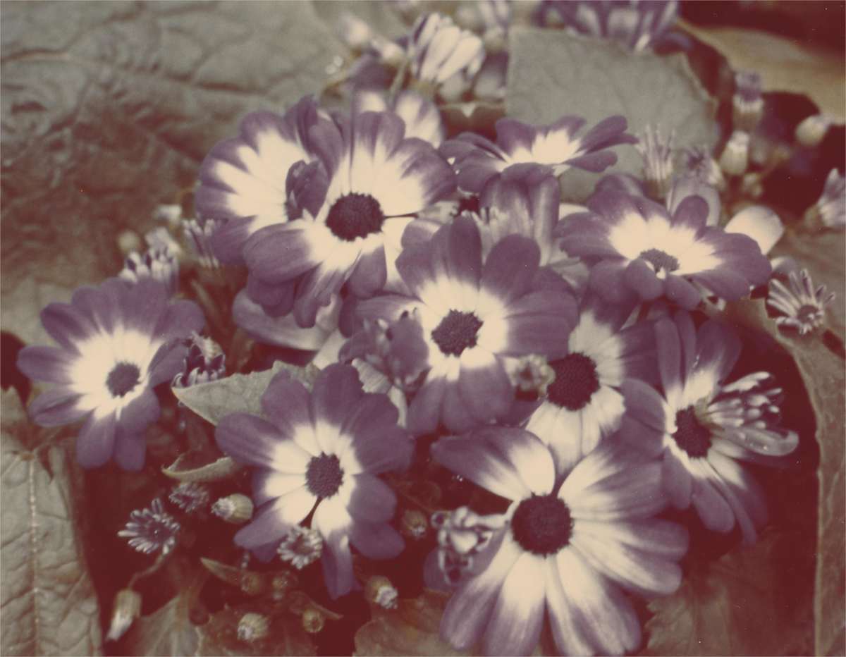 WASHED ZINNIAS by charles elwert, Image 1.