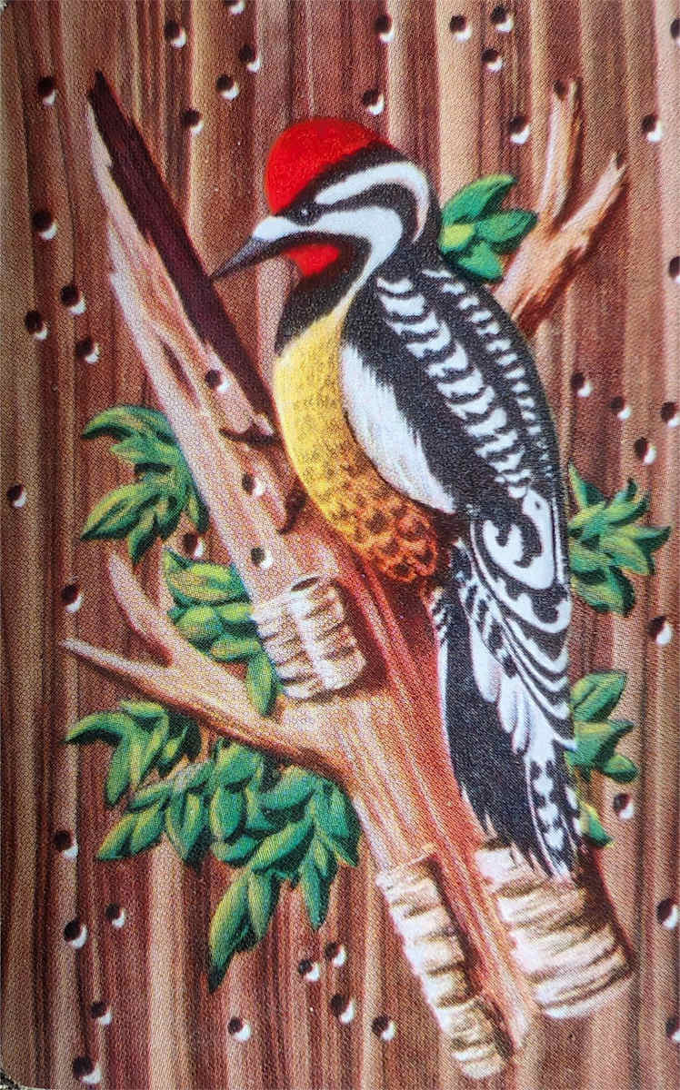 YELLOW BELLIED SAPSUCKER by charles elwert  Image: DURATONE PLAYING CARDS 1960