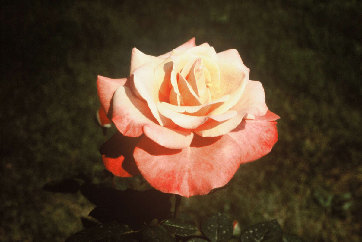 DOUBLE ROSE (FOR ANNA GABRIEL) by charles elwert, Image 1.