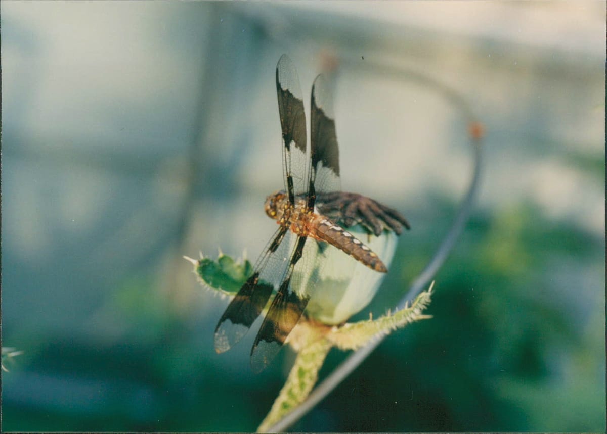 DRAGON FLIES   (FOR MARIUS MORTENSEN) by charles elwert, Image 1.