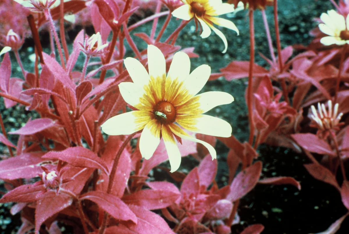 WAVELENGHTS by charles elwert  Image: No Tricks