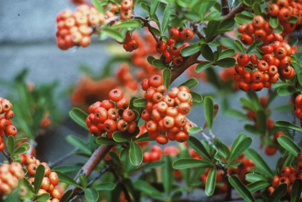RED BERRIES by charles elwert 
