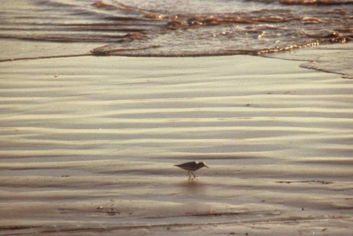 SANTA MONICA PIER by charles elwert  Image: ALONE