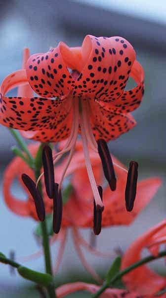 turks cap by charles elwert 