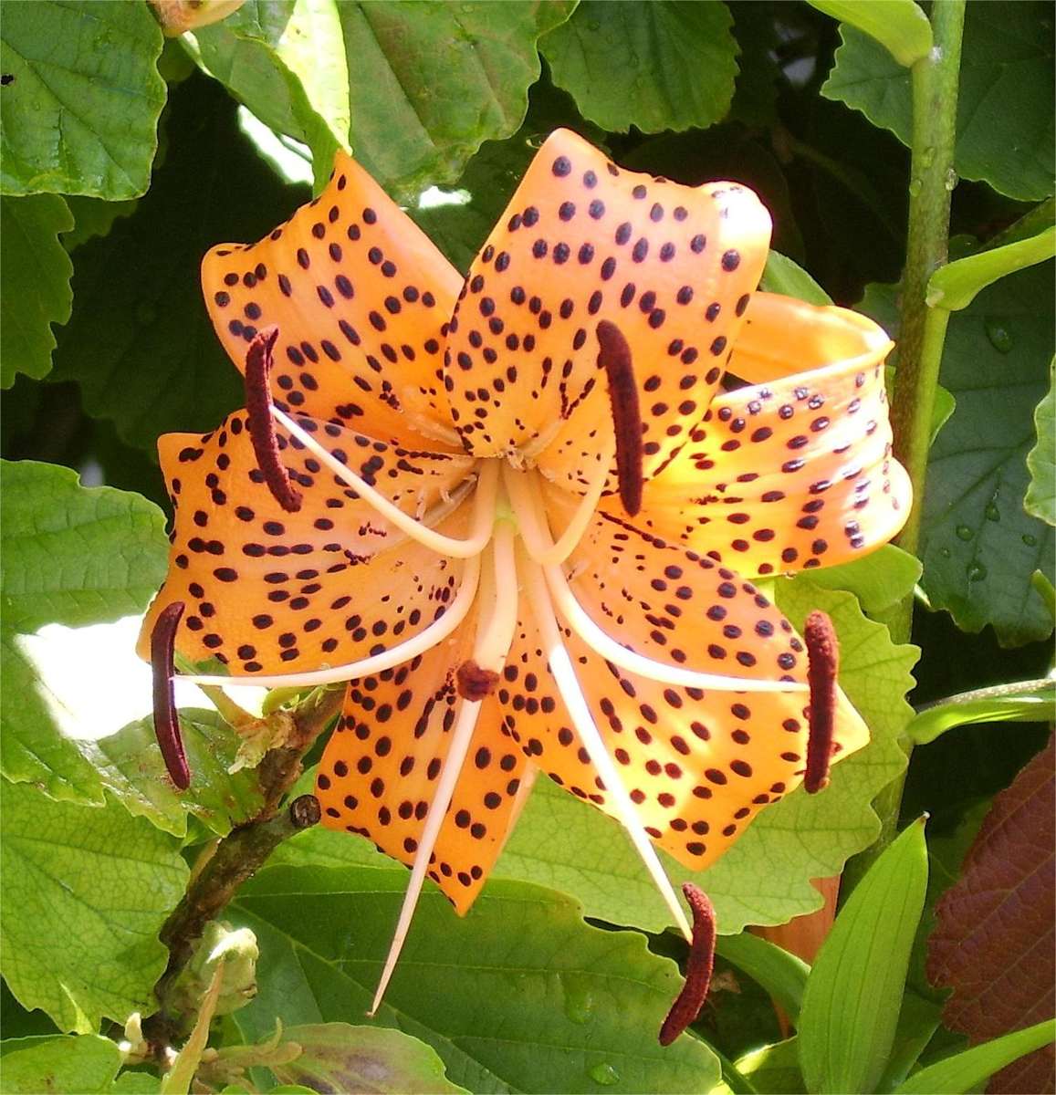 TURKS CAP by charles elwert 
