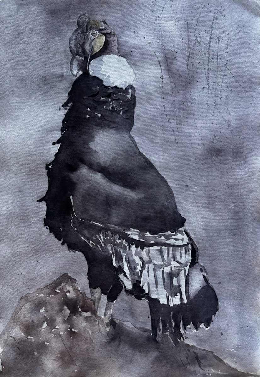 Cóndor Andino by Moni Moka 