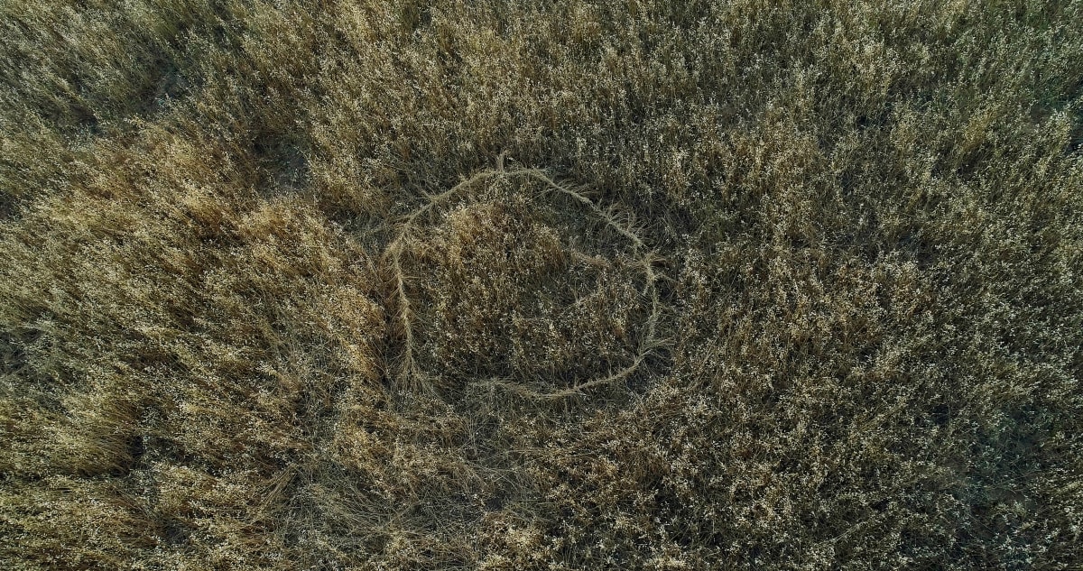 Braided Grass by Kelsey Rose 