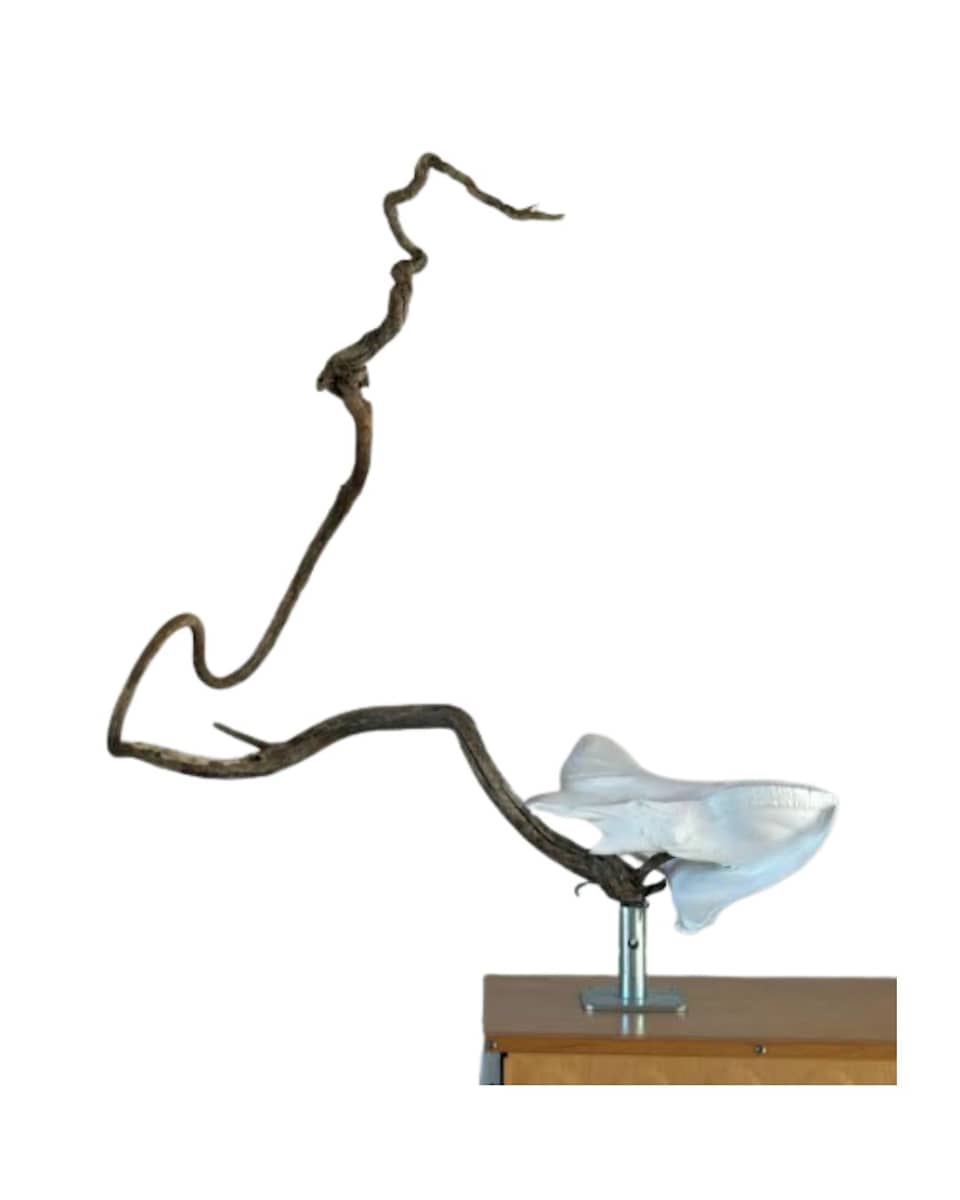 Moon Horse by Clyde Corley 