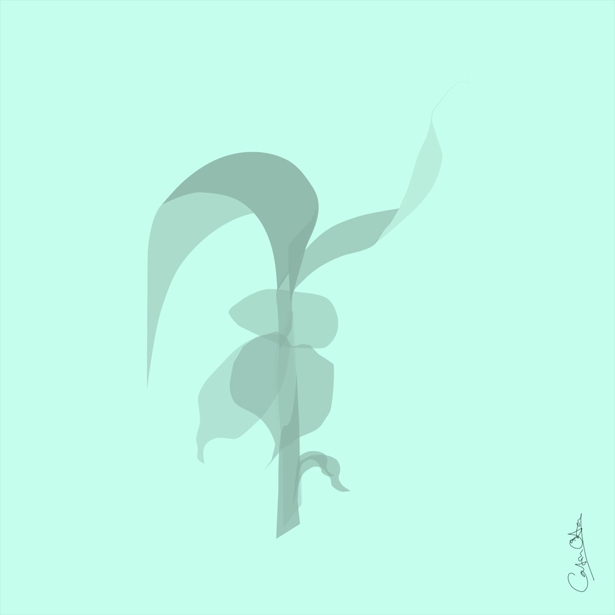 Plant Series 1: Abstract Line Cavendish 4, Green by Catrin O'Hara  Image: Vector art rendering of a growing plant using reduced transparency and blend modes to create an ethereal effect of a shadow plant on a green background.