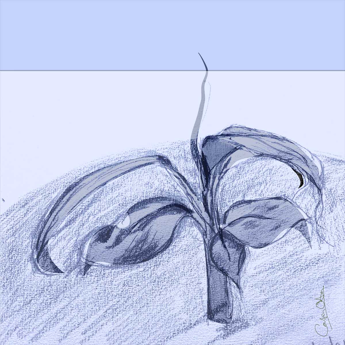 Plant Series 1: Abstract Line Cavendish 12, Grey by Catrin O'Hara  Image: One of a pair of pictures made from the 12th sketch in my pandemic journal of one plant growing. 