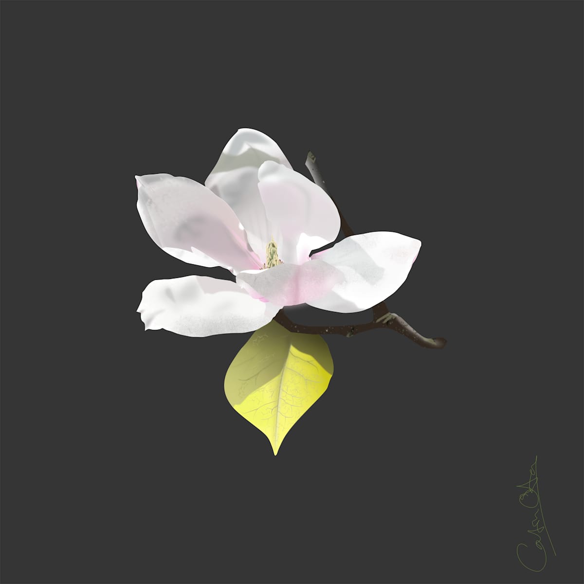 Apuldram Magnolia 1/5 by Catrin O'Hara, Image 1.