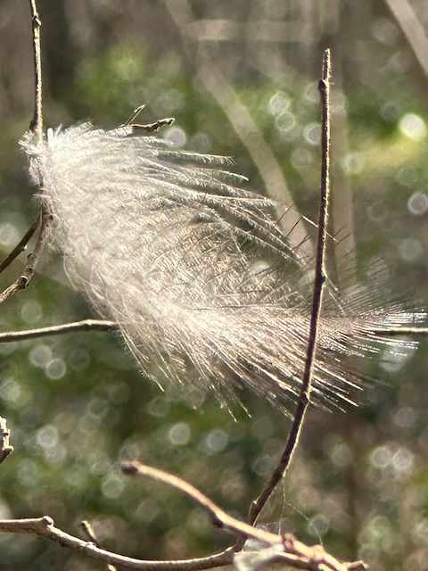Feather Light by Catrin O'Hara, Image 1.