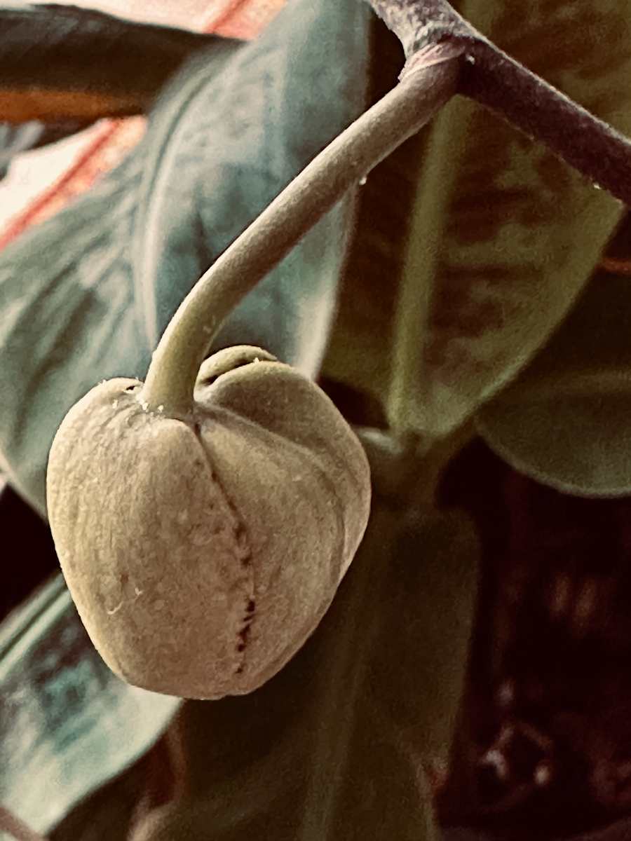 Orchid Transfiguration by Catrin O'Hara, Image 1.