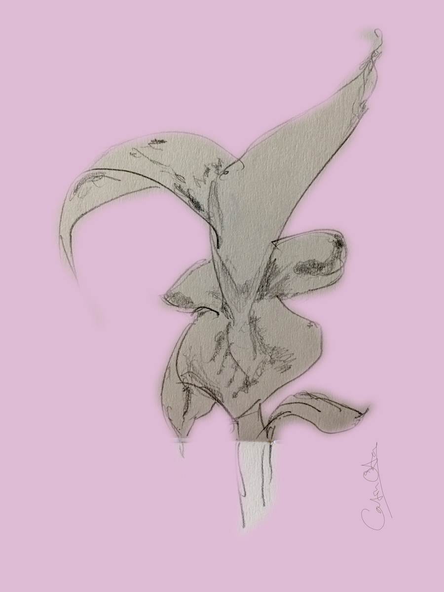 Plant Series 2: Masked Cavendish 3, Pink by Catrin O'Hara  Image: Masked Cavendish 3 Pink. 10"x10" Giclée fine art print. Original pencil sketch in a series made of a baby ‘pup’ banana plant during lockdown enhanced with reverse mask over main sketched image and original rough drawing paper as the background. This variant on pink ground.