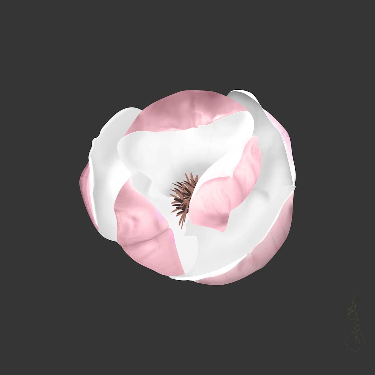Sidlesham Magnolia 2/5