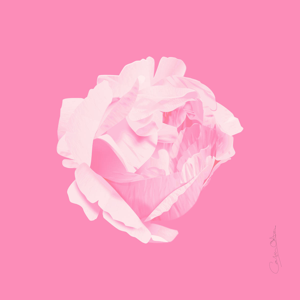 Texel Peony on Hot Pink by Catrin O'Hara  Image: Texel Peony on hot pink ground. 