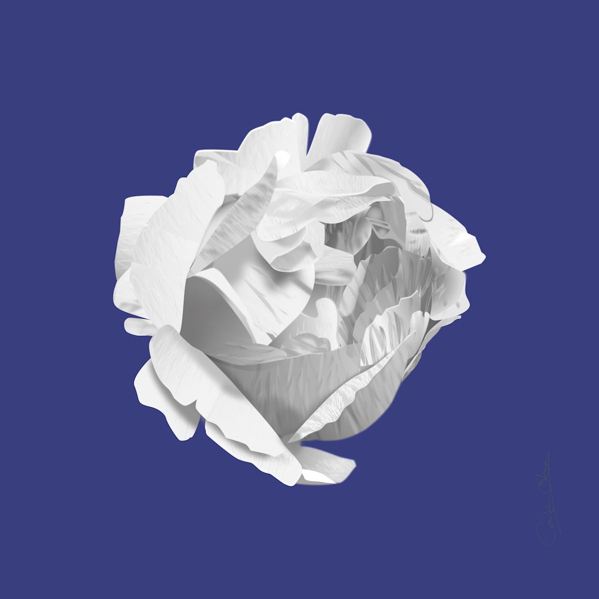 Texel Peony on Dark Blue by Catrin O'Hara 