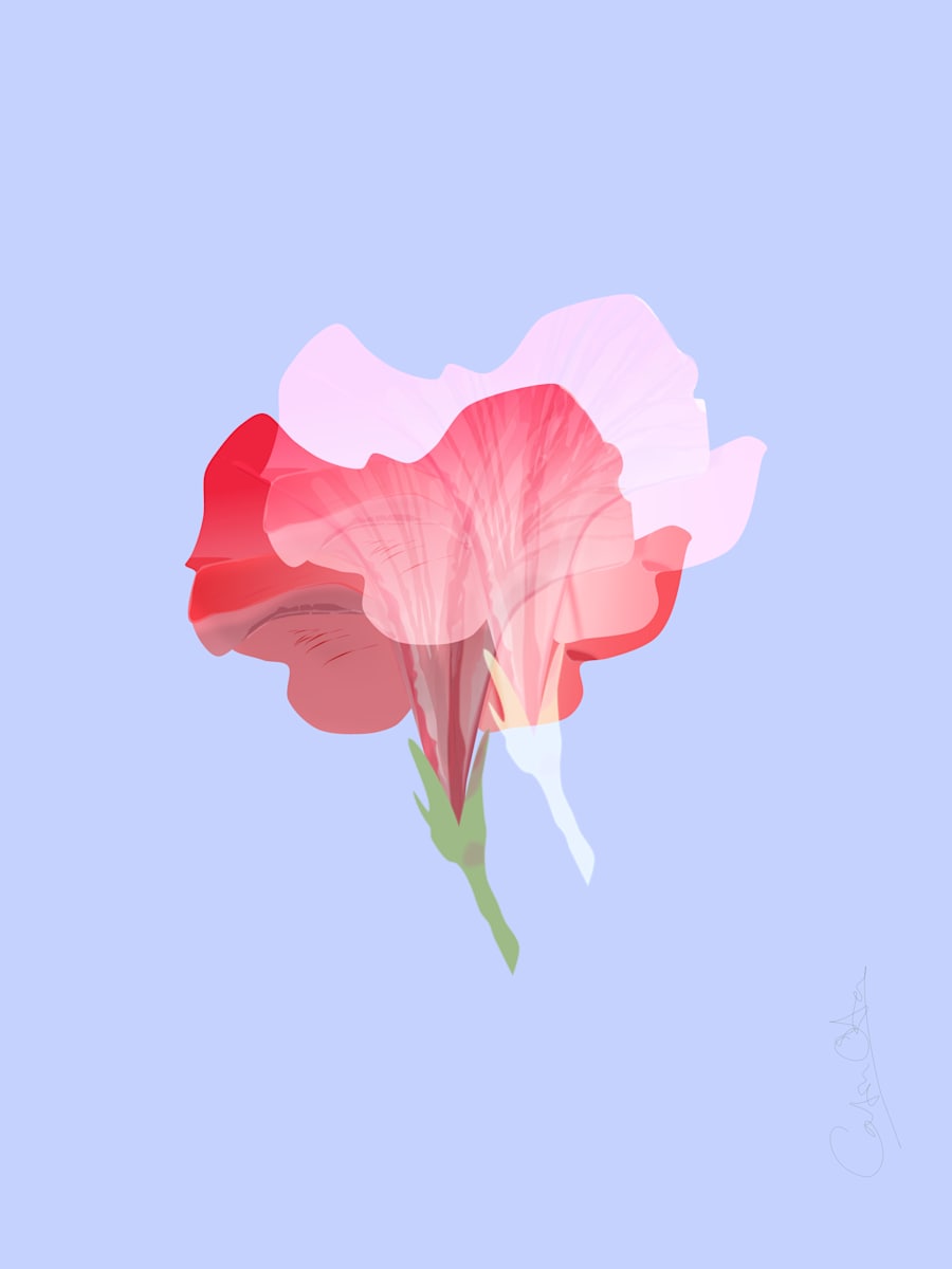 Two Petunias 3 by Catrin O'Hara  Image:  A repetition of one large petunia blossom plays with the series title (Two Petunias) as one image rises from the other on a lilac background.