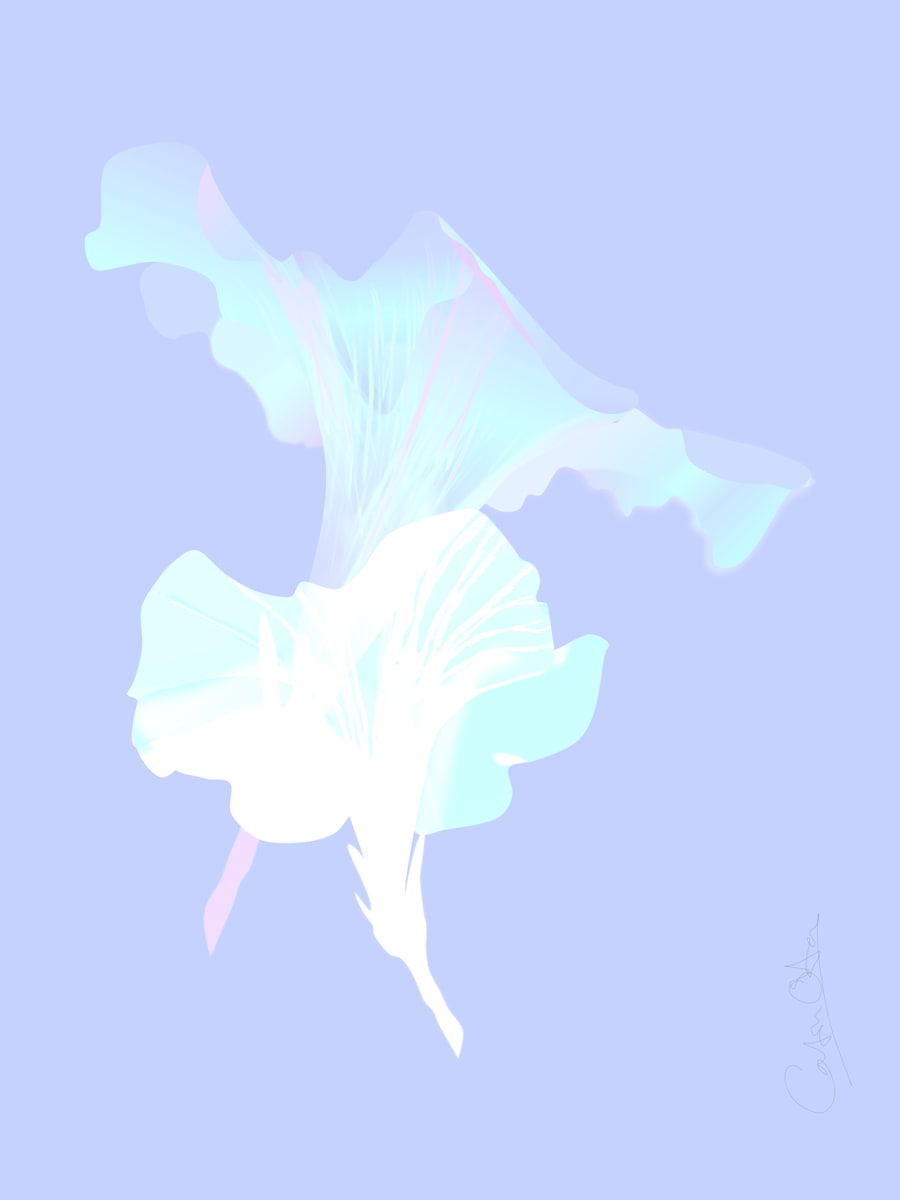 Two Petunias 5 by Catrin O'Hara  Image: Giclée fine art print in A3 size. Two dramatic petunia blossoms in shining pastels on a lilac background. 