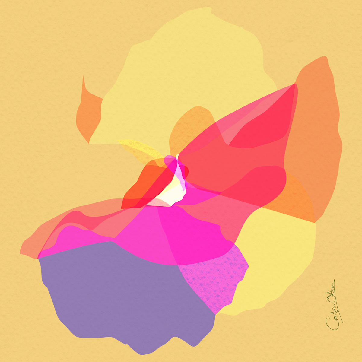 Viola on Tangerine Paper by Catrin O'Hara  Image: A stylised pastel of the head of a viola flower in hot summery shades against textured tangerine paper.  This approach uses blend modes and different levels of transparency in the digital art layers to create the effect of light see-through petals. One of a limited edition of 25.