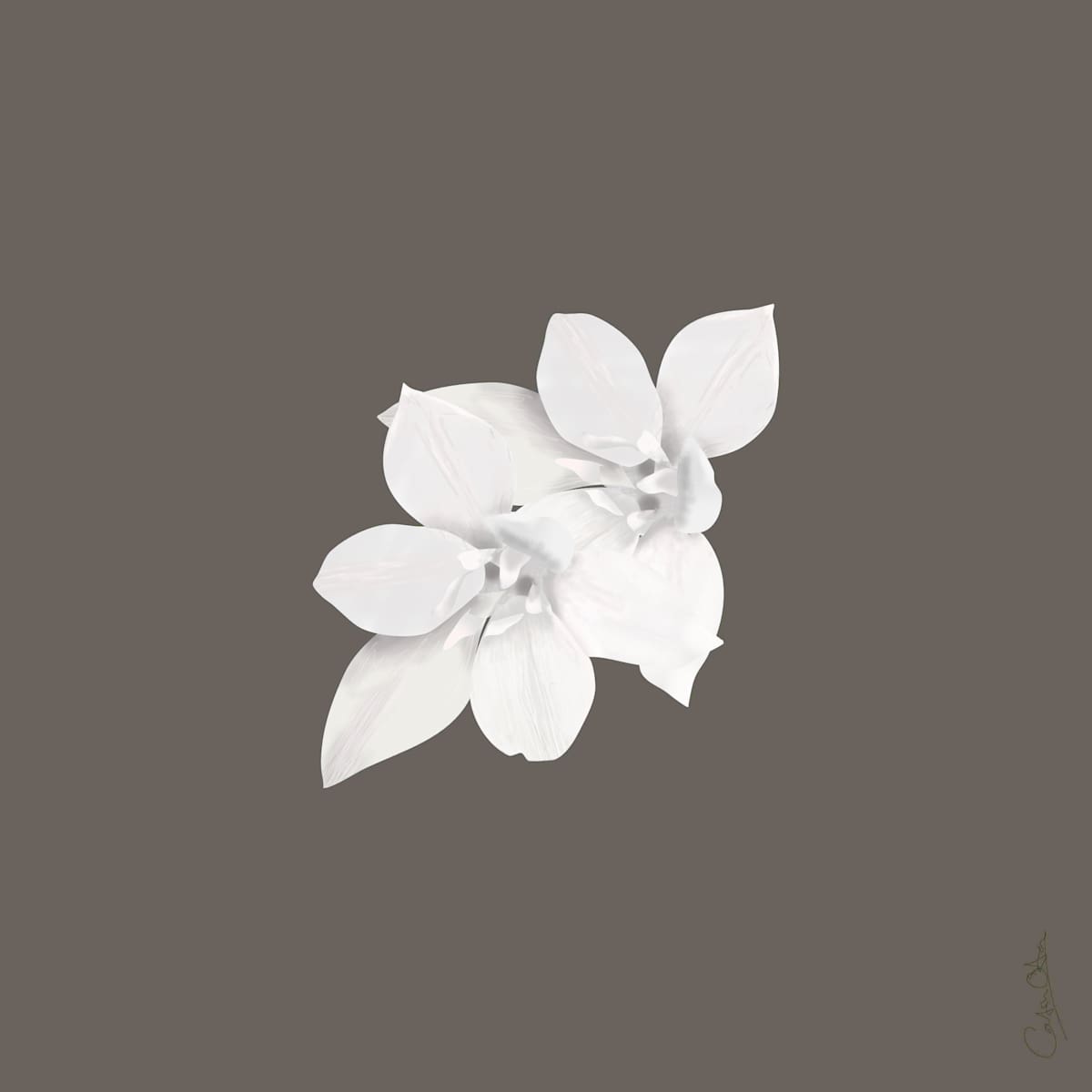 Woodland Flowers White on Grey by Catrin O'Hara  Image: Two white spring blossoms on a grey ground. During the pandemic daily walks in the woods near where I lived were a life-saver. This picture is one of my more successful early attempts at making flower images that 'stand out'. It is one of a pair (the other on a deep rich red background) and both are limited edition giclée prints.
