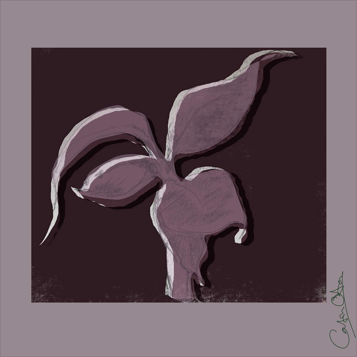 Plant Series 2: Masked Cavendish 5 by Catrin O'Hara  Image: A pink mask makes a cutout effect over a pencil sketch of a plant against an aubergine ground and a grey frame.