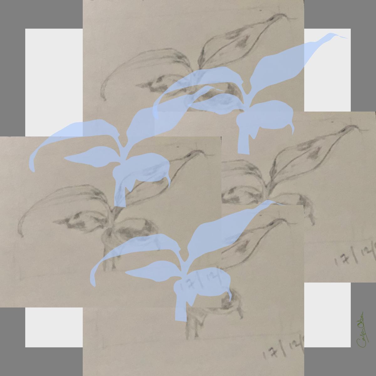 Plant Series 2: Masked Cavendish 6 by Catrin O'Hara  Image: Pale blue masks created from original hand drawings appear to fly up from the page against an impression of paper and frame.