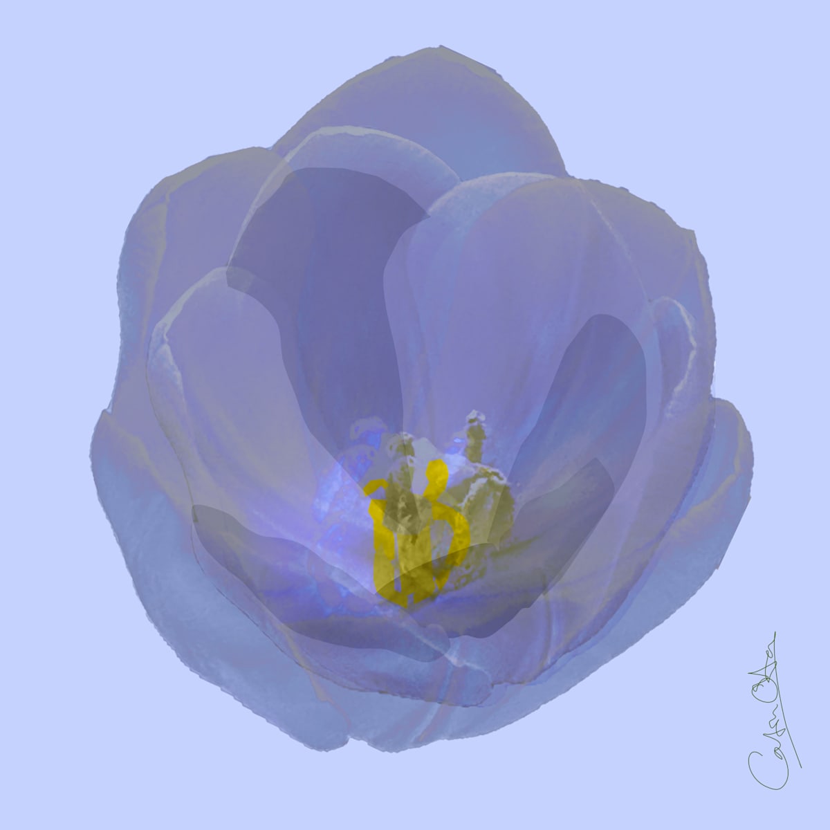 White Tulip 2 by Catrin O'Hara 