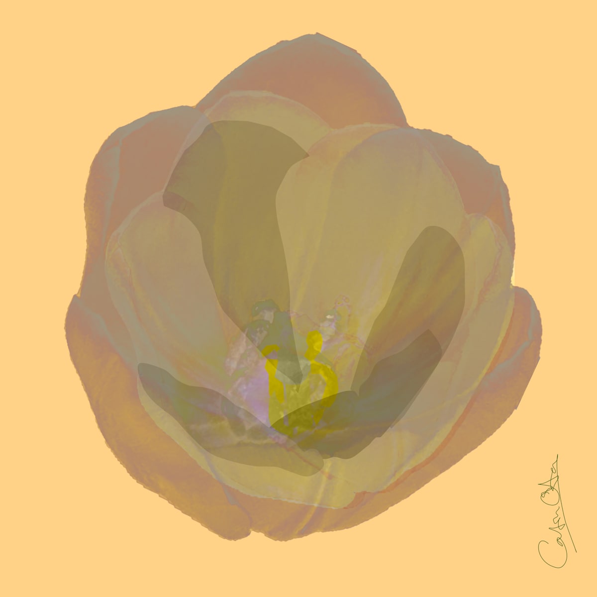 White Tulip 3 by Catrin O'Hara 