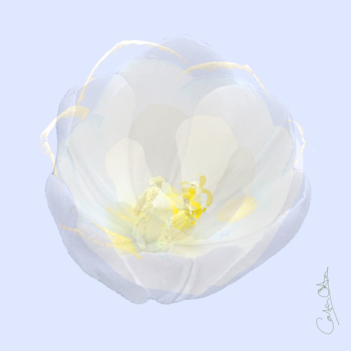 White Tulip 4 by Catrin O'Hara 