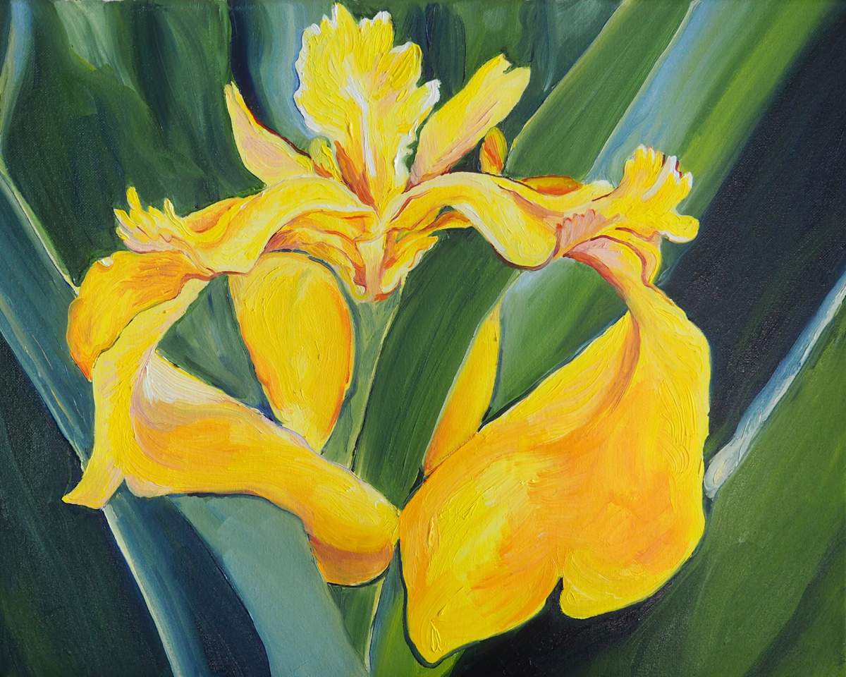 Yellow Flag Iris at Avery Island by Claire Dawkins 