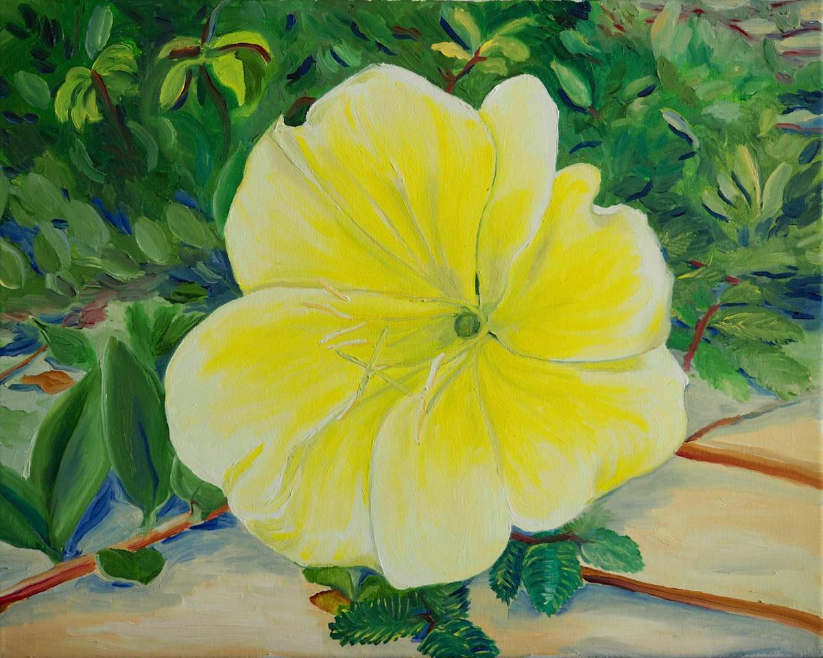 Beach Evening Primrose in Cameron Parish by Claire Dawkins 