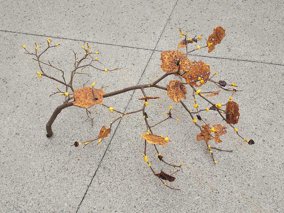 Cheese Bush by Parker Dubiel 