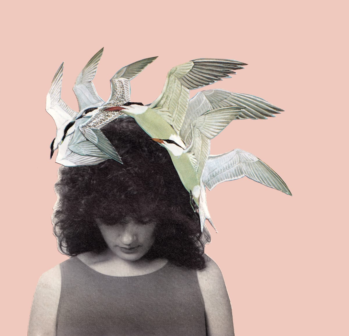 Bird Collage 1 by Emily Schwartzman 