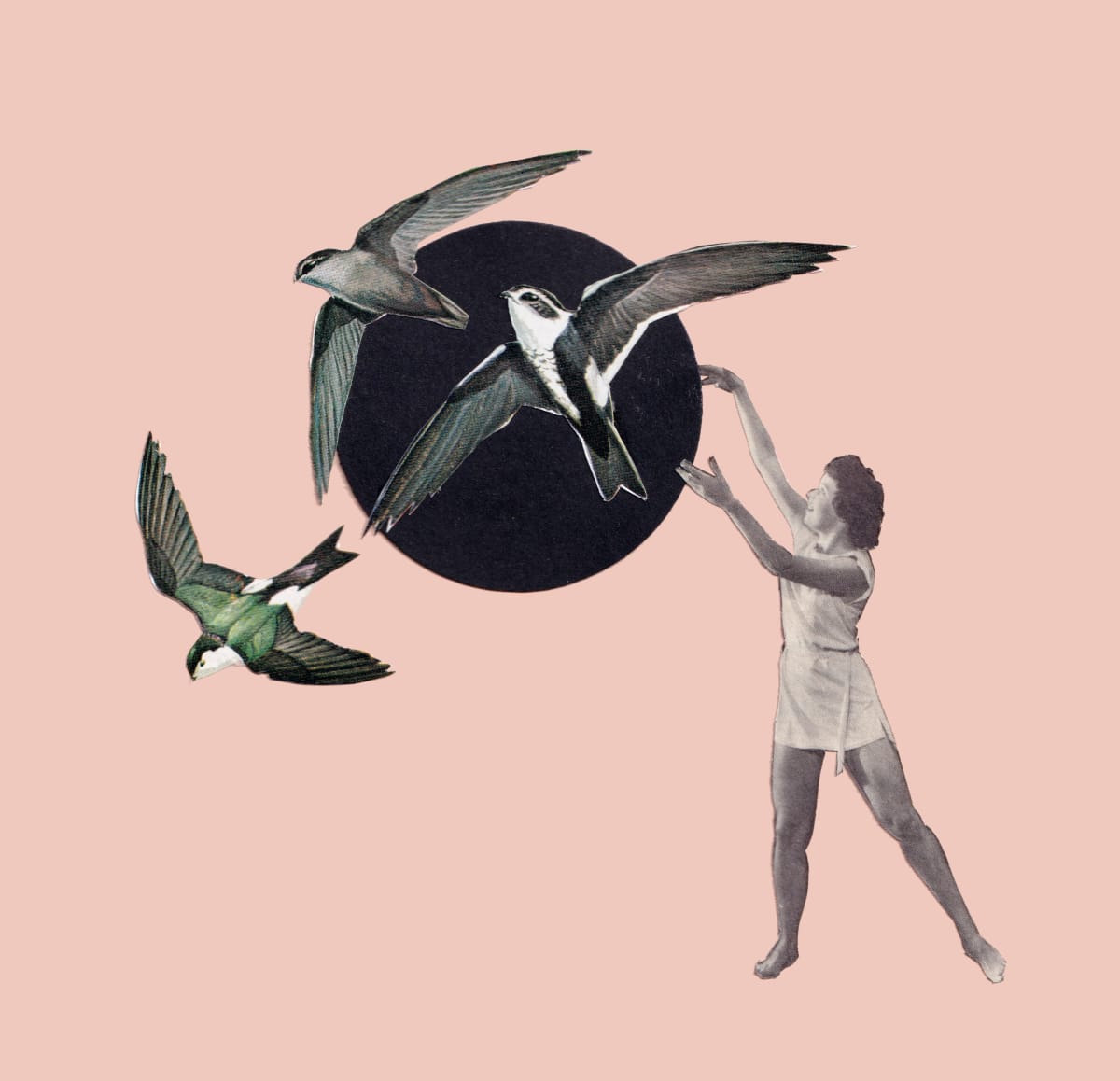Bird Collage 3 by Emily Schwartzman 