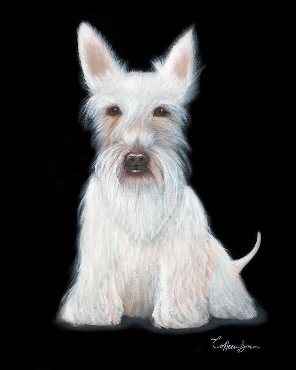 White Scottie by Colleen Brown  Image: This delightful Scottish Terrier, known affectionately as a Scottie or Highland Terrier.  This gorgeous pup with big, soulful eyes will melt the heart of any loving dog owner.