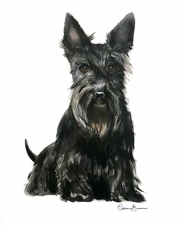 Black Scottie by Colleen Brown 