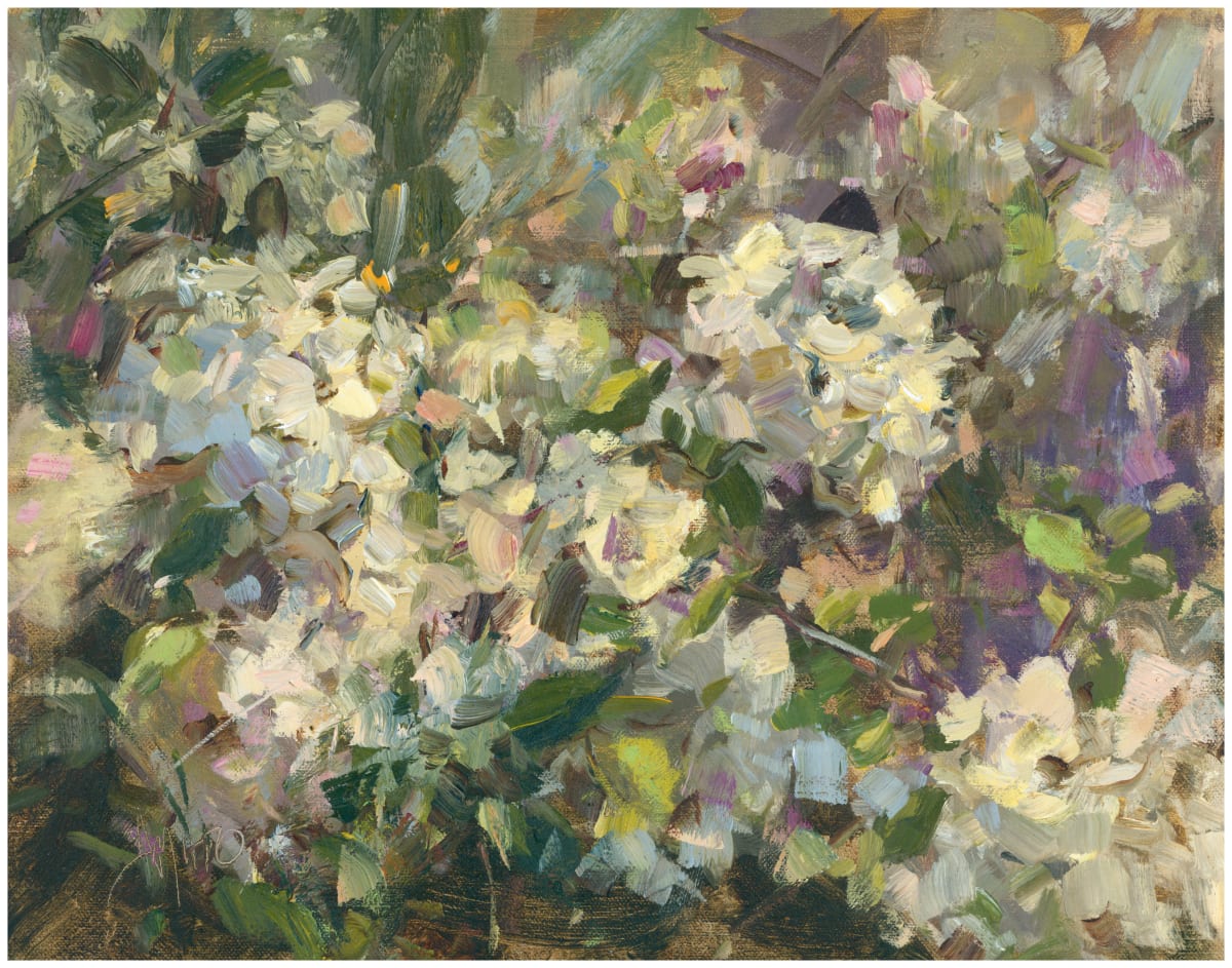 Viburnum in Bloom by Stephanie Amato 