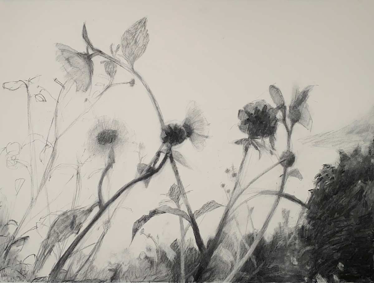 Swamp Narrowleaf Sunflower by Lucy Barber 