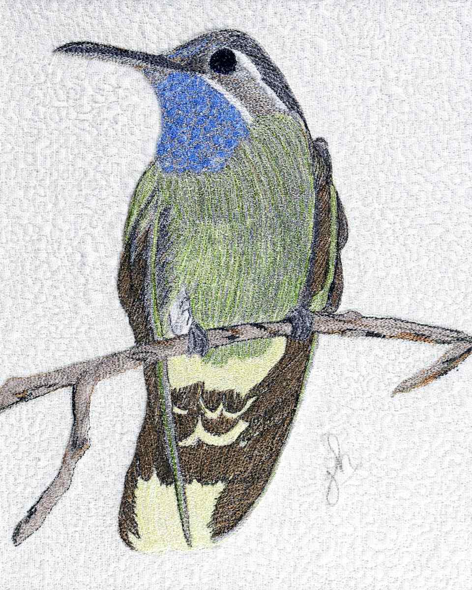 Blue Throat Hummingbird by Janet Herman 