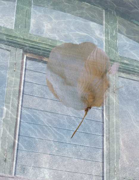 Windows by Alina Manko, Image 1.