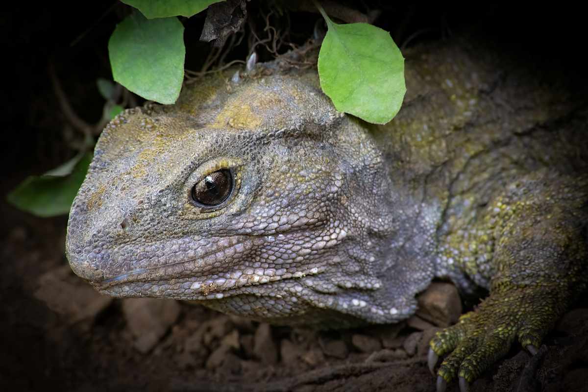 Timid Tuatara by EB Photography 