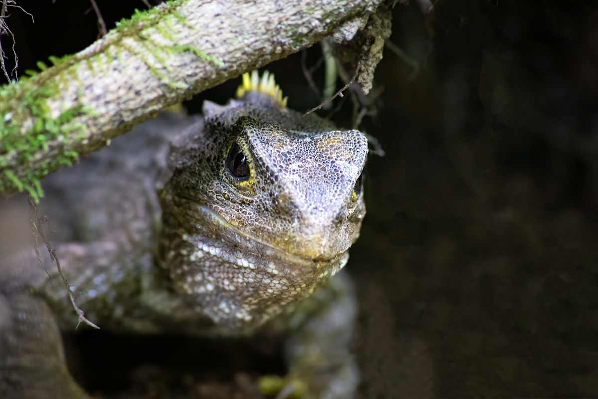 Watch your head! by EB Photography  Image: Tuatara looking out from under a branch at Zealandia