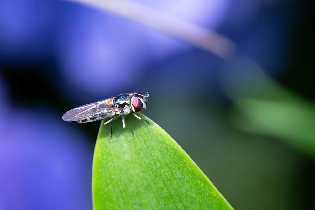 Violet serenity by EB Photography, Image 1.