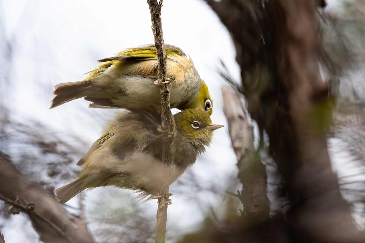 Grooming Silvereyes by EB Photography 
