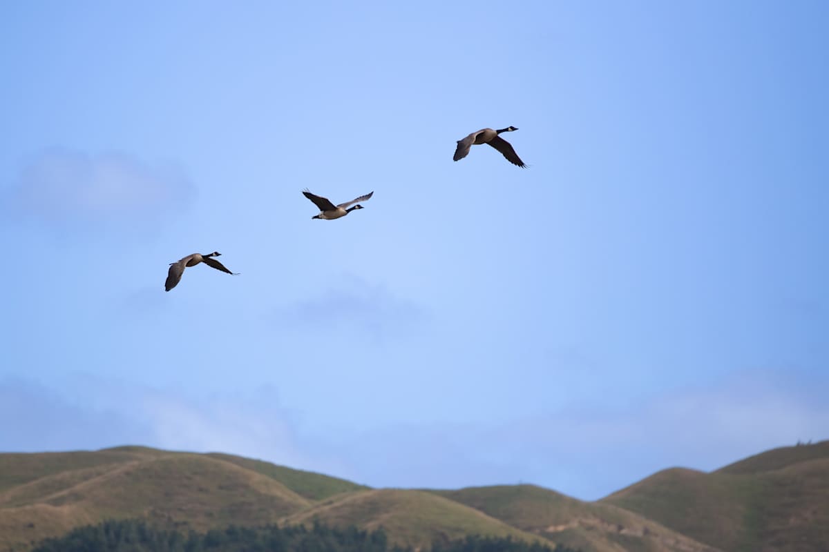 Three ducks flew into a ... by EB Photography  Image: Three ducks flying in formation in front of hills near Whitby