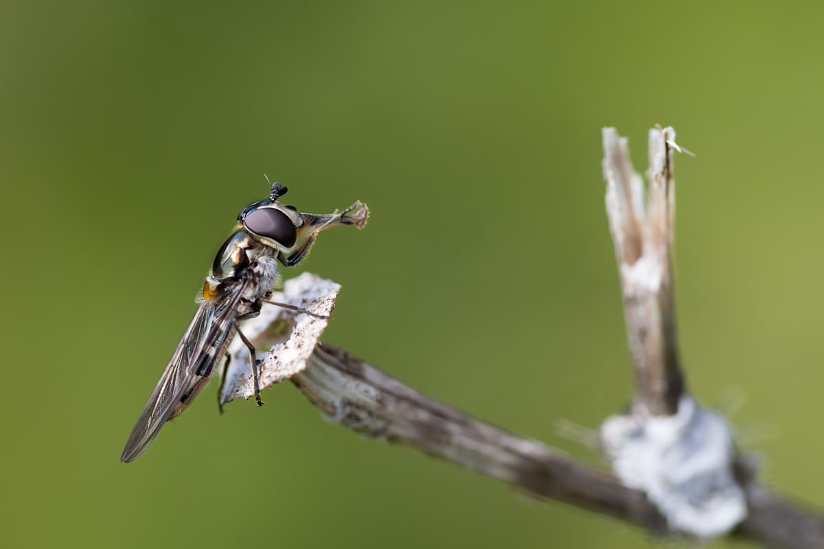 Perched with precision by EB Photography 