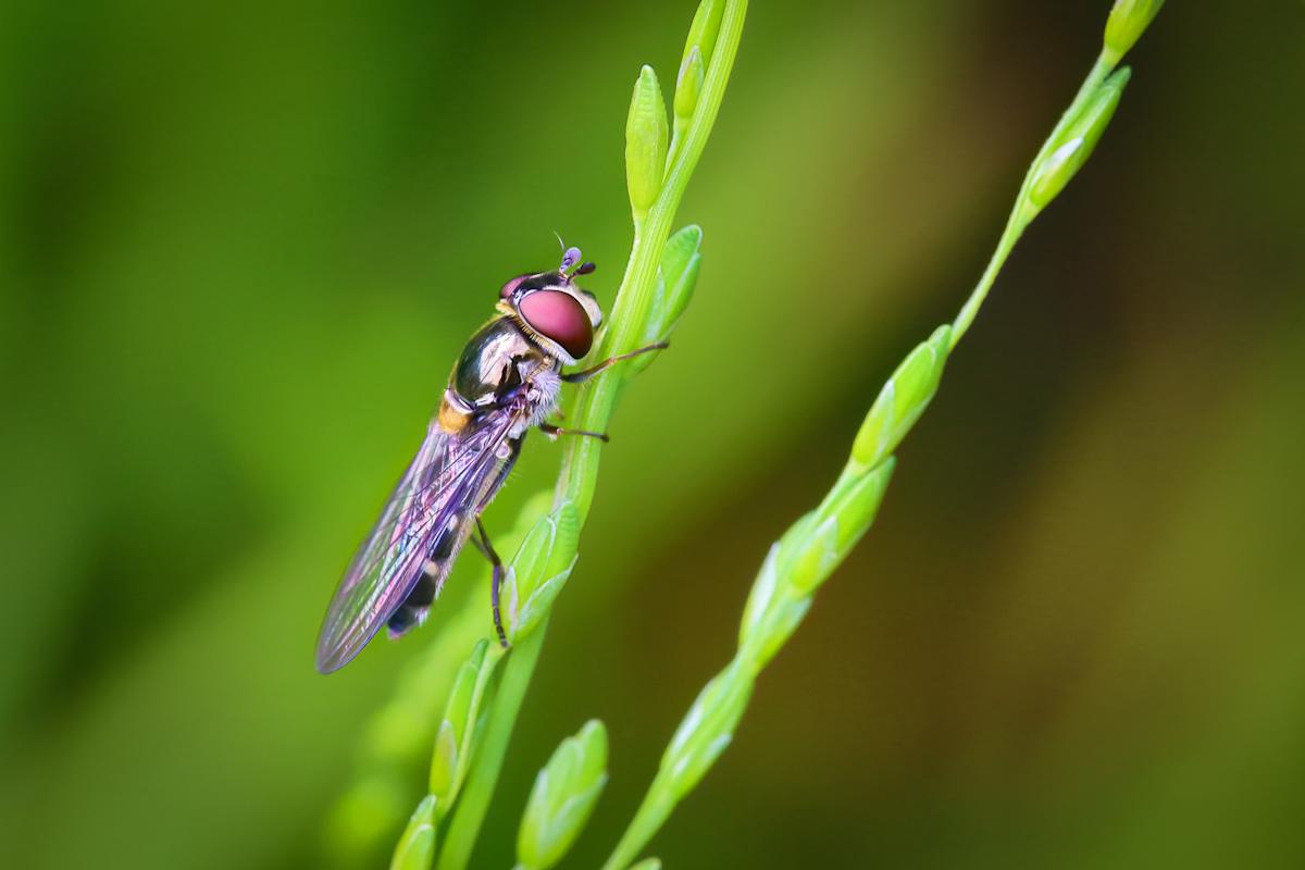 HDR Hoverfly by EB Photography 